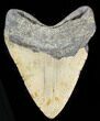 Large, Megalodon Tooth - North Carolina #38678-2